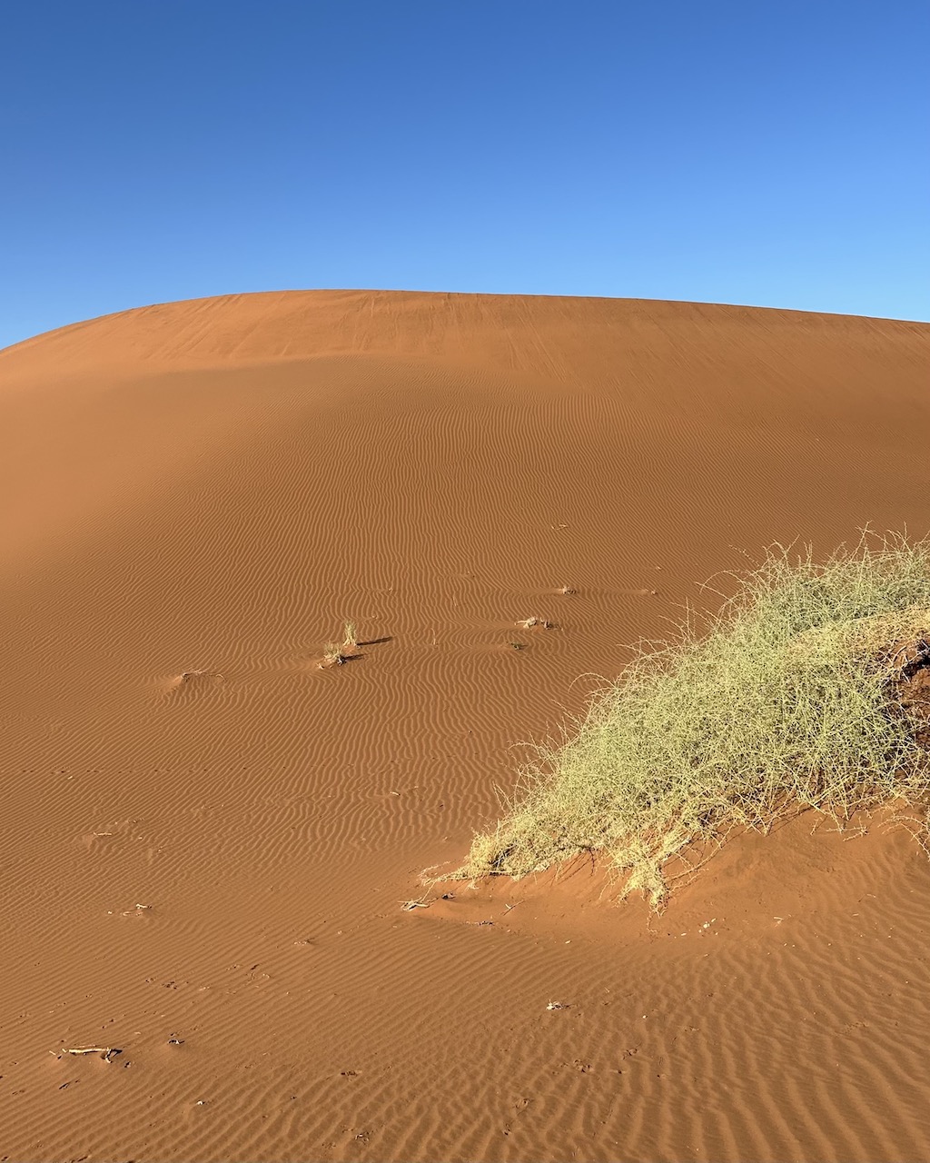 Desert Diamonds: The Namib Desert in Namibia is the oldest desert on Earth (Courtesy of Leah Faye Cooper)